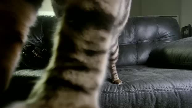 alphazack14  03-08-2023 video bigtoys