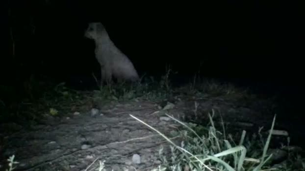 smilezszs  16-08-2023 video fuckass