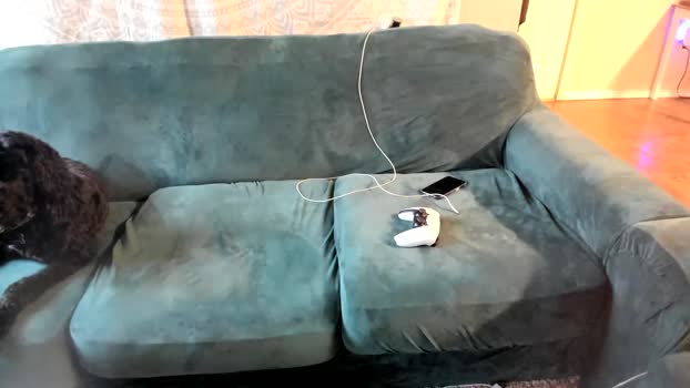 bashful4200  20-08-2023 video XXX