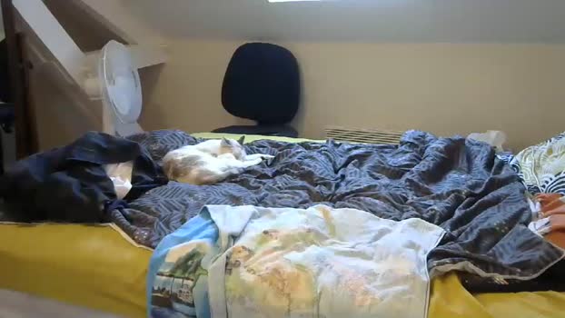 jasper_0_e23cm  05-10-2023 video hardcock