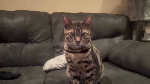 alphazack14 27-02-2024 video bicurious