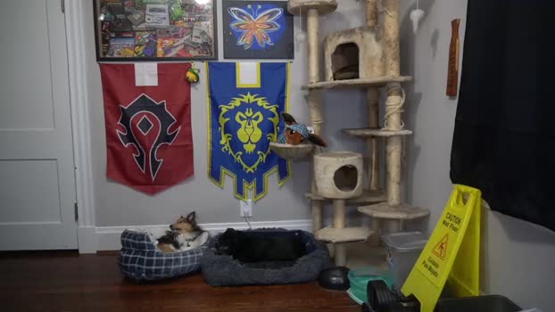 sydaffect 04-03-2024 video strip