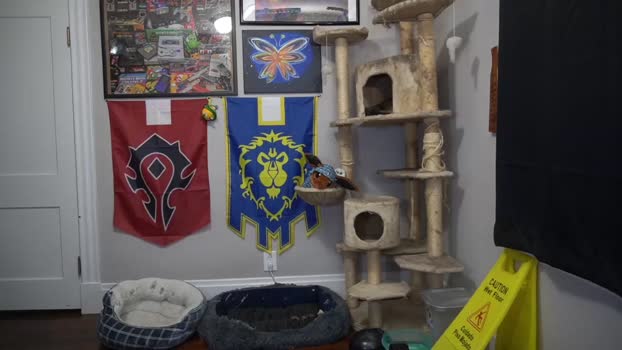 sydaffect 19-03-2024 video suck