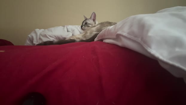 alphazack14 06-04-2024 video natural