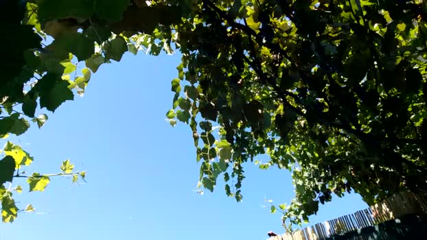 crissstud 28-07-2024 video sweet