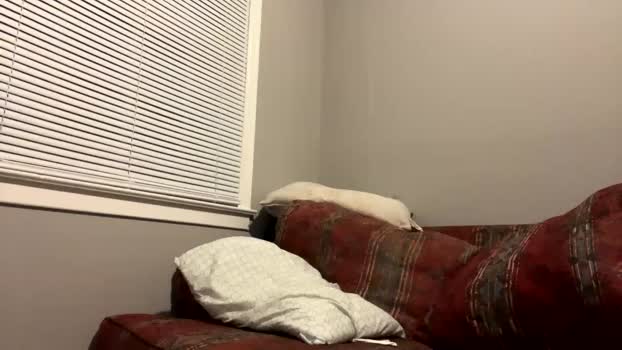 jambam1110 05-08-2024 video play