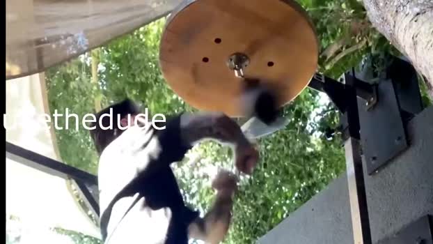 dukethedude 14-08-2024 video bicurious