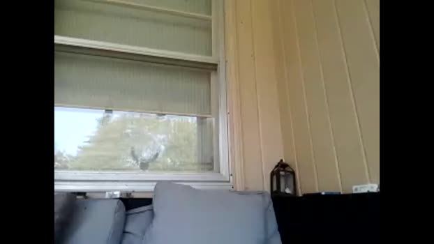 drlongdick91 10-09-2024 video strip