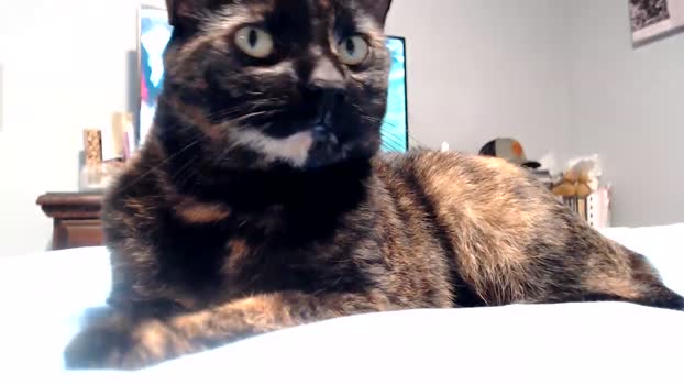 lancehardin 23-09-2024 video show