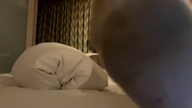 rhys200411 18-10-2024 video fuckass