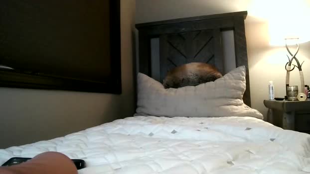 ironbutterfly69 07-11-2024 video gag