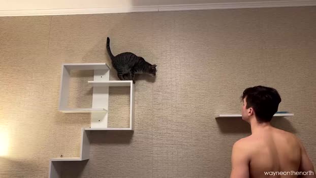 waynenorth 24-11-2024 video spank