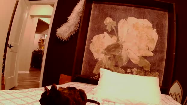 kylebrennan 21-12-2024 video lush