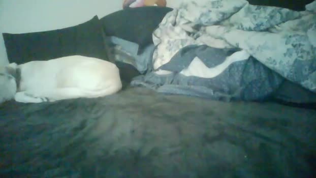 chad_the_blatalian 25-12-2024 video Show