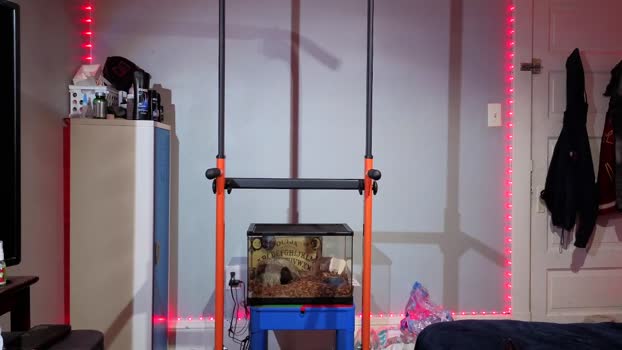 grandenegropolla 27-12-2024 video horny