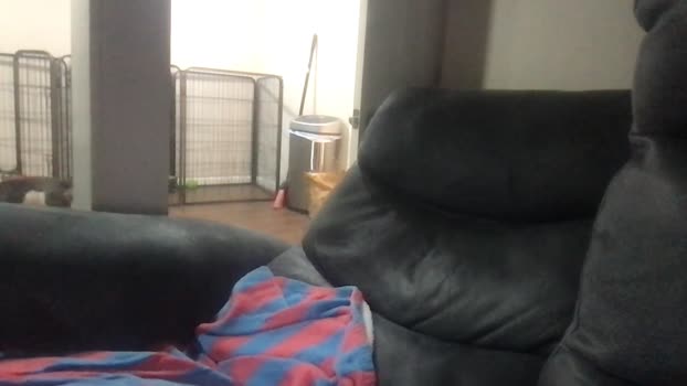 karlossins 22-01-2025 video fuckass