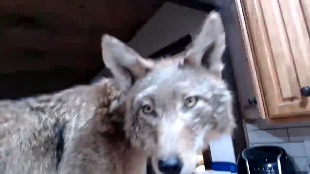 lancehardin 24-02-2025 video beauty