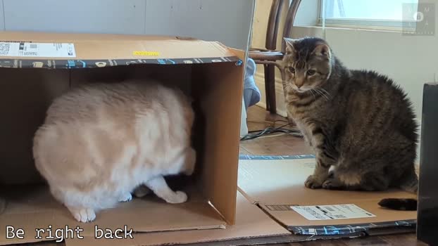 rndmzd 28-02-2025 video orgasm