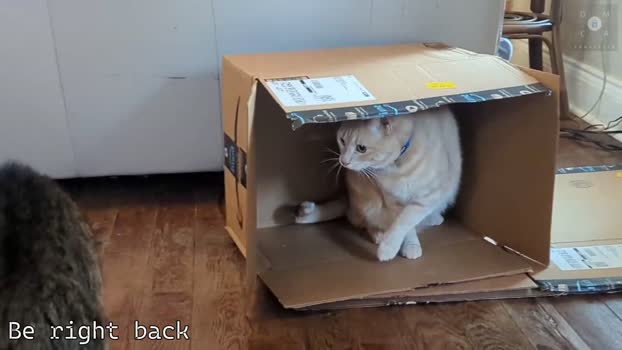 rndmzd 28-02-2025 video spank