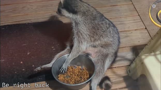 rndmzd 13-03-2025 video ass