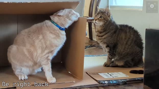 rndmzd 13-03-2025 video natural