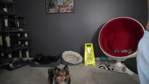 sydaffect 24-03-2025 video natural