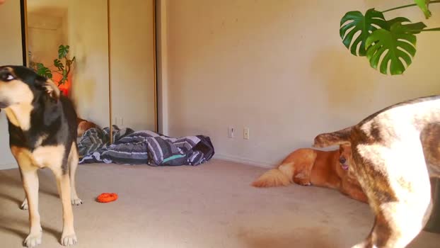 b1gbanana 28-03-2025 video lick