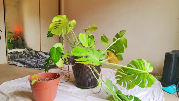 b1gbanana 28-03-2025 video lush