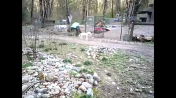 info_chat 05-04-2025 video suckshow