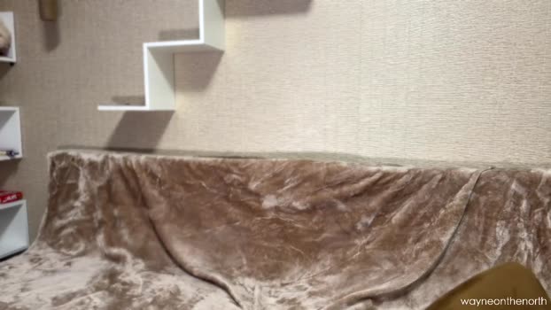 waynenorth 06-04-2025 video fuckface