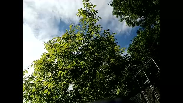 info_chat 31-05-2025 video gag