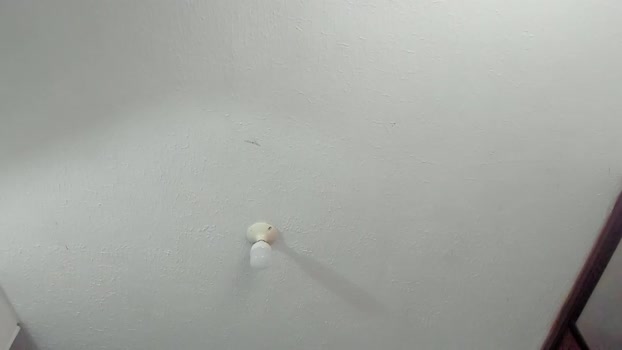 babilonia2 02-06-2025 video ass