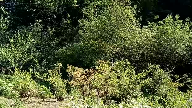 info_chat 03-06-2025 video big