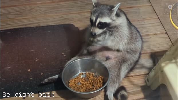 rndmzd 29-06-2025 video suckcock