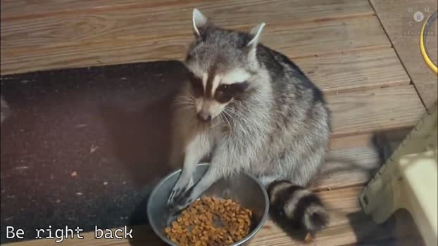 rndmzd 29-06-2025 video playtime