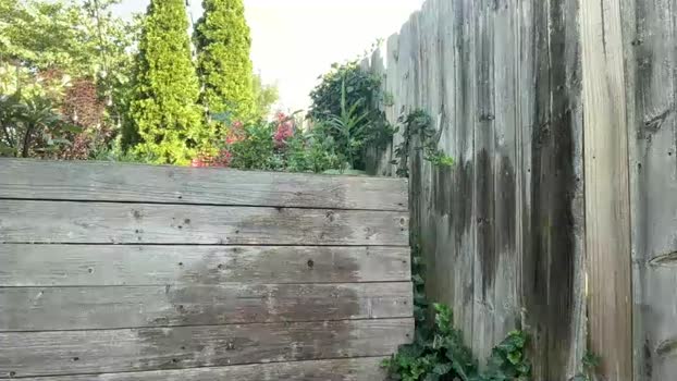 bipapiinches8 11-07-2025 video kink