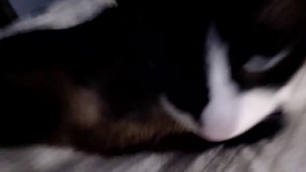 lancehardin 31-07-2025 video suck