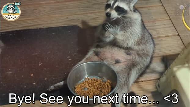 rndmzd 16-10-2025 video play