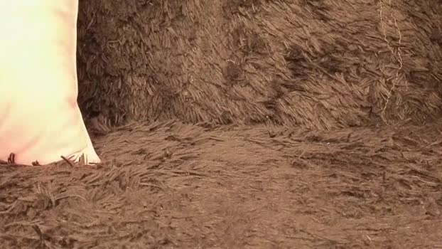 bumblubee 24-10-2025 video sexykitty