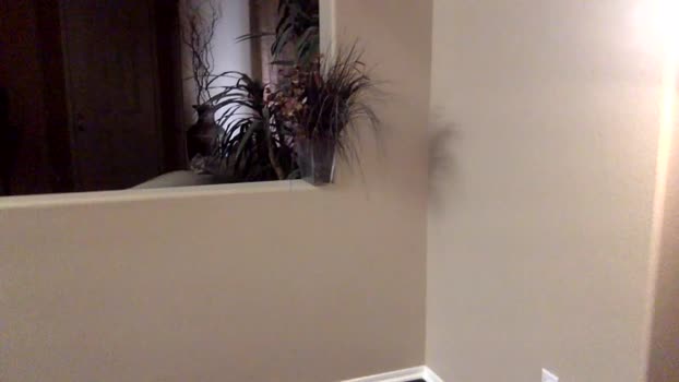 thickdickbigcumshots 02-11-2025 video big