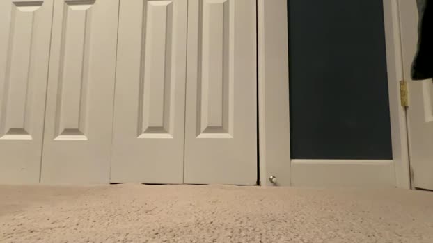 wellocal 29-11-2025 video show