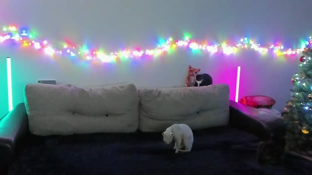 ostin_meoww 20-12-2025 video bigcock