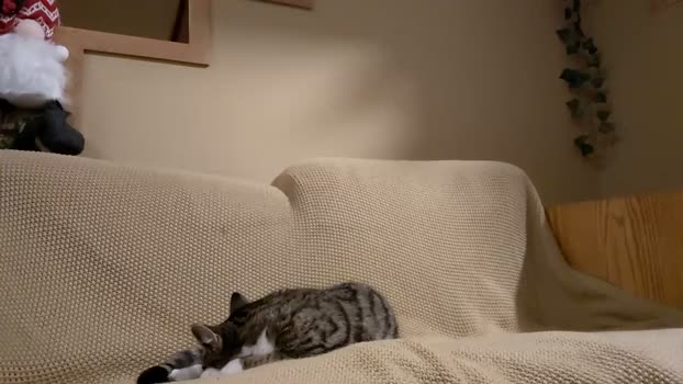 info_chat 16-03-2026 video analtoy