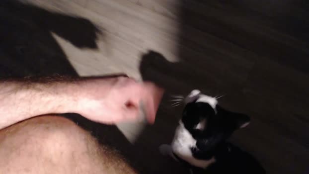 netherlands013 02-04-2026 video big