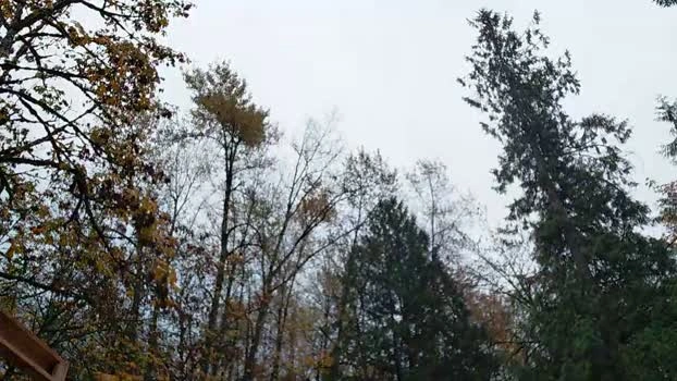 info_chat 26-10-2026 Male gag toy Video